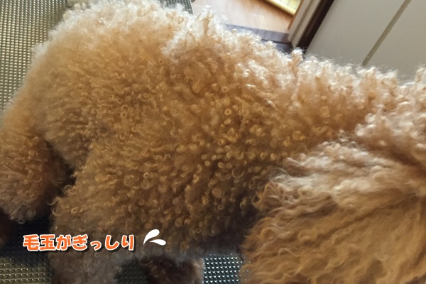 毛玉のある子必見 犬の毛玉のできやすい場所 お家ブラッシングのやり方は 富山県滑川市のトリミングのお店 Dogsalon Anton