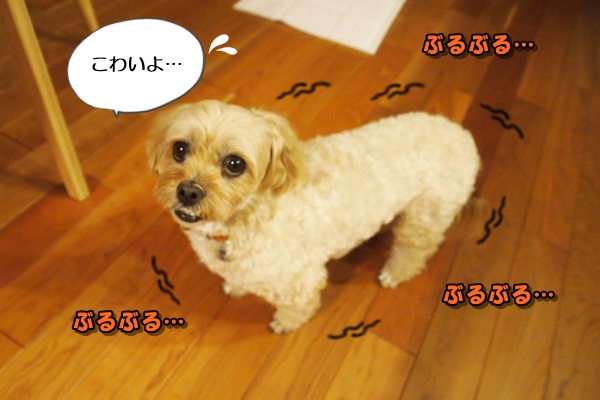 パグ トイプードルのミックス犬ってどんな子 ヨーキーさんも来てくれました 富山県滑川市のトリミングのお店 Dogsalon Anton