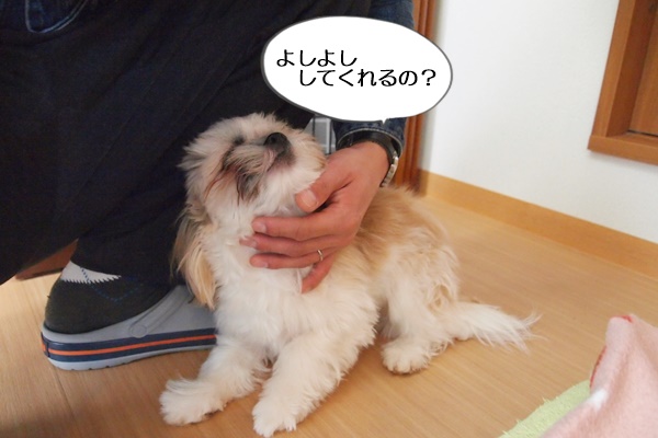 今日は シーズーミックス犬が2頭来てくれましたよ 富山県滑川市のトリミングのお店 Dogsalon Anton