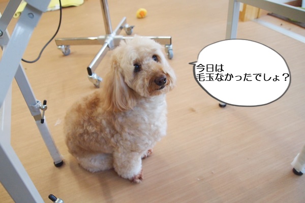 トイプードルとダックスフントのミックス犬 通称ダップーのトリミング 富山県滑川市のトリミングのお店 Dogsalon Anton