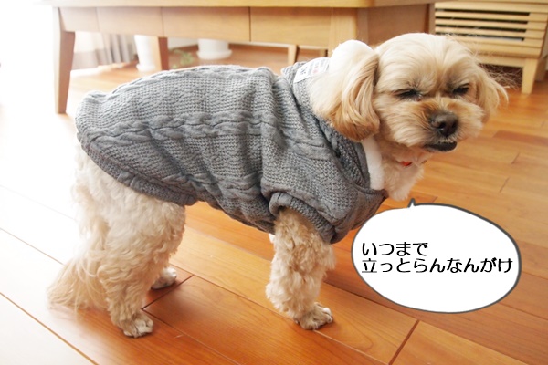 犬 販売 服 寝た