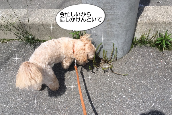 看板犬コニーの毛ヅヤアップ お散歩時の虫よけに ひば油を水で薄めたひば水をスプレーしています 富山県滑川市のトリミングのお店 Dogsalon Anton