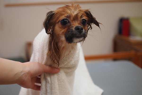 狆 チワワの7か月の子犬が初シャンプー とてもお利口さんでした 富山県滑川市のトリミングのお店 Dogsalon Anton