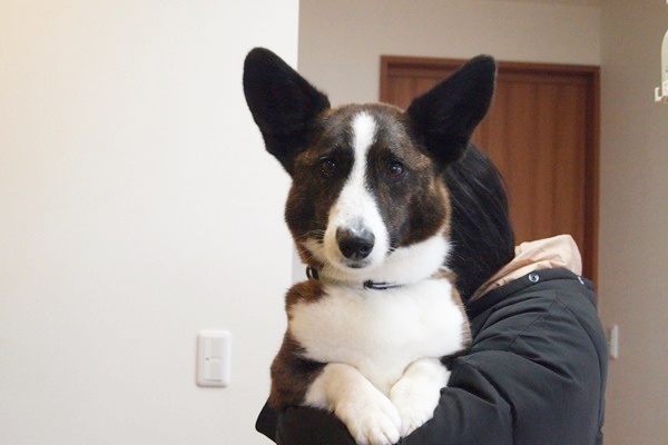 コーギーだけど珍しい犬種 ウェルシュ コーギー カーディガン 4年ぶりの再会です 富山県滑川市のトリミングのお店 Dogsalon Anton
