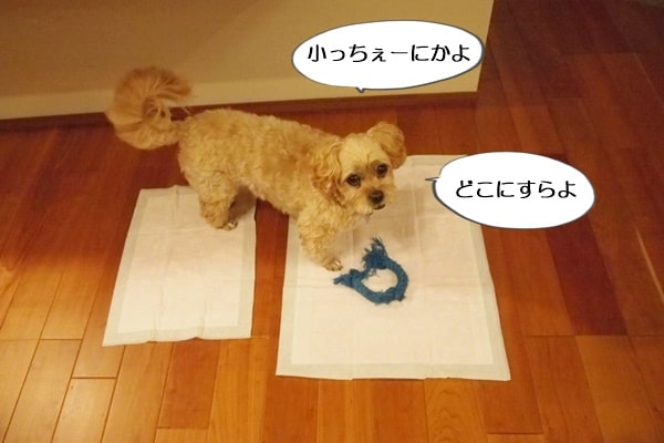 犬用トイレシート ペットシーツ の大きさを間違えて買いました あぁ 富山県滑川市のトリミングのお店 Dogsalon Anton