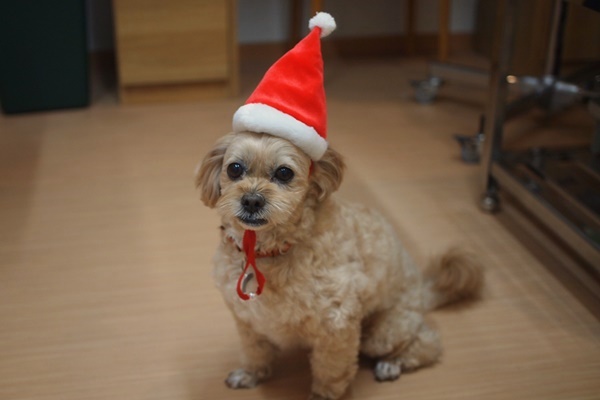 メリークリスマス 犬用サンタ帽をコニーに被せてみました 富山県滑川市のトリミングのお店 Dogsalon Anton