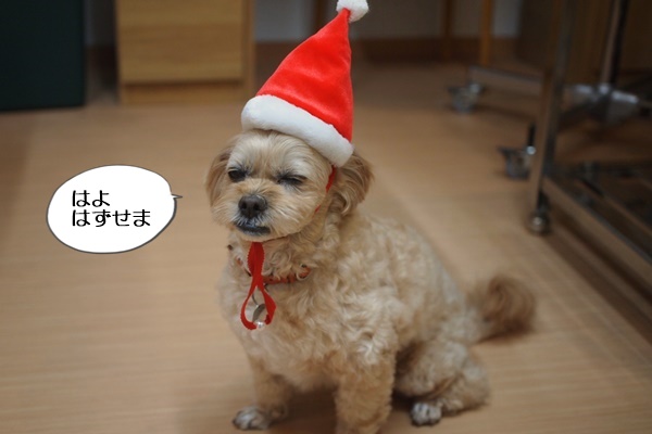 メリークリスマス 犬用サンタ帽をコニーに被せてみました 富山県滑川市のトリミングのお店 Dogsalon Anton