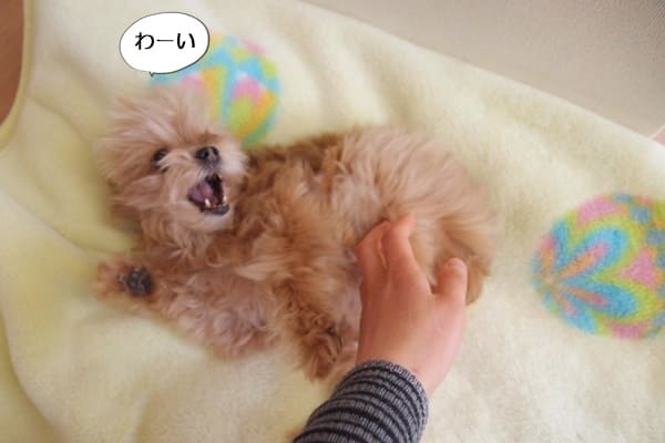 愛犬コニーって何かに似ているよね という昔の話 富山県滑川市のトリミングのお店 Dogsalon Anton