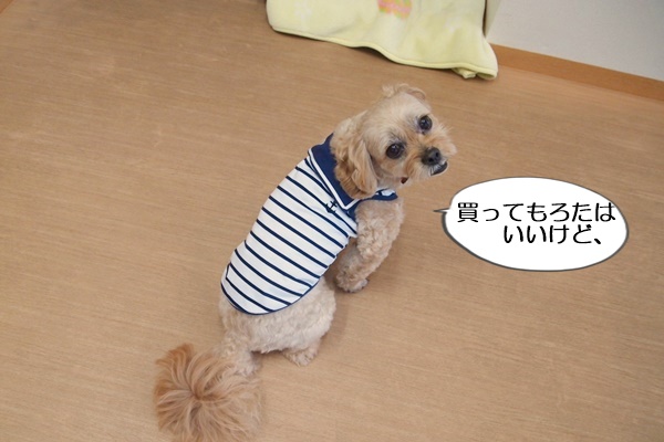 犬 コレクション 服 ピチピチ