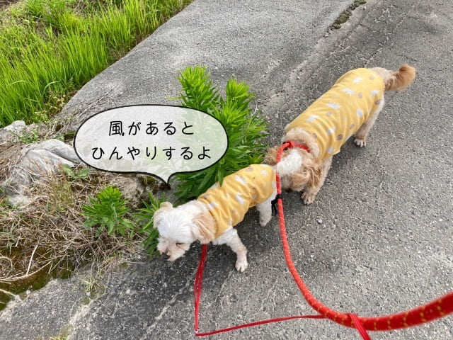 犬 ストア 散歩 濡れた服