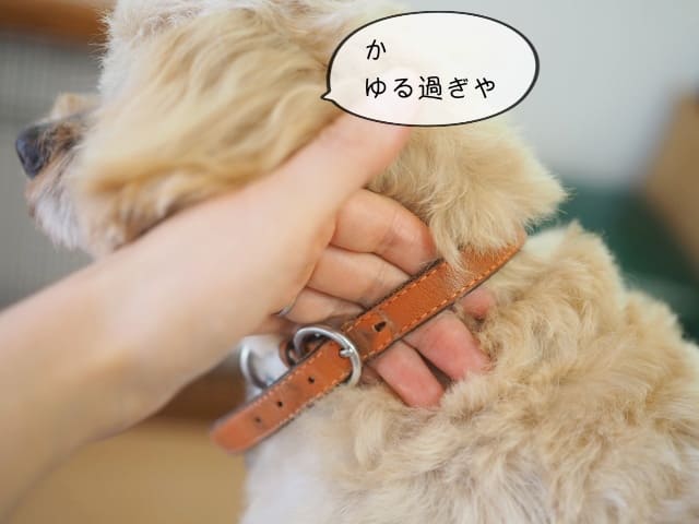 犬 首輪 きつい