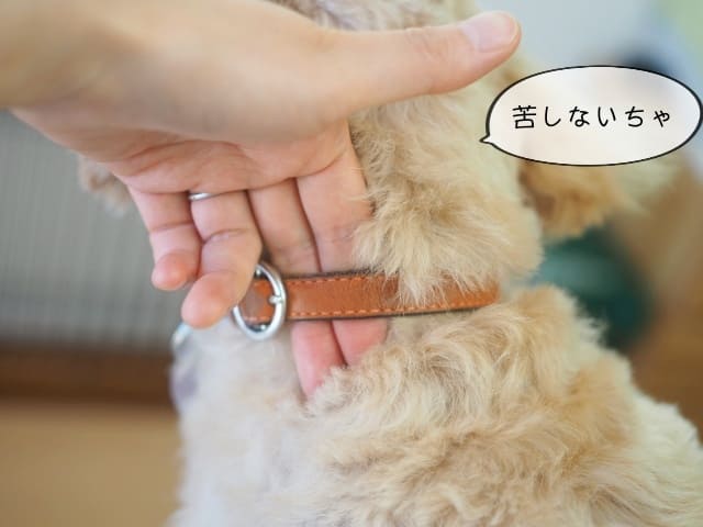 犬 首輪 元気 なくなる